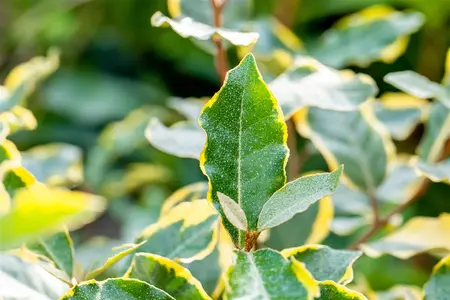 Elaeagnus ebbingei 'Limelight' - 2 Ltr pot - image 2