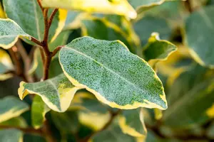 Elaeagnus ebbingei 'Limelight' - 2 Ltr pot - image 3