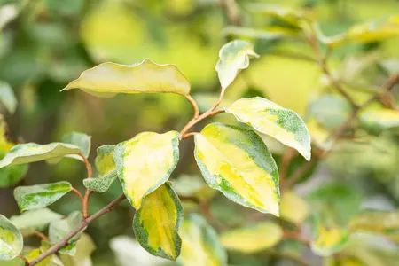 Elaeagnus ebbingei 'Limelight' - 2 Ltr pot - image 5