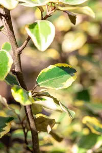 Elaeagnus ebbingei 'Viveleg' - 30-40 CM C5 - image 2