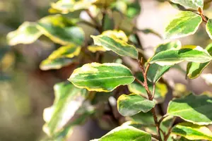 Elaeagnus ebbingei 'Viveleg' - 60-80 CM C10 - image 3