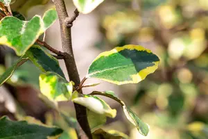Elaeagnus ebbingei 'Viveleg' - 30-40 CM C5 - image 1