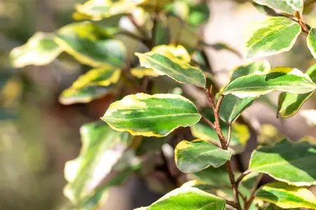 Elaeagnus ebbingei 'Viveleg' - 30-40 CM C5 - image 3