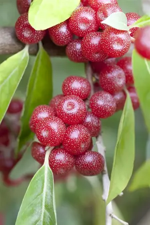 Elaeagnus umbellata - 275-300 CM C180 - image 2