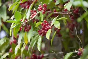 Elaeagnus umbellata