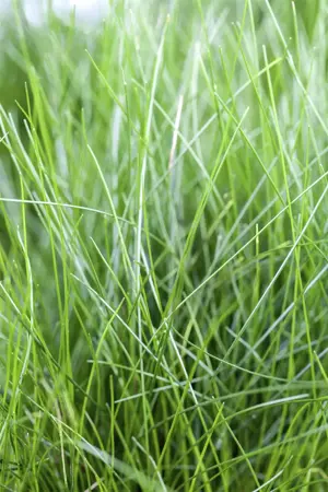 Eleocharis acicularis - P9 - image 3