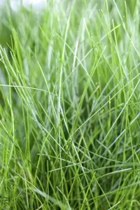 Eleocharis acicularis - P9 - image 3