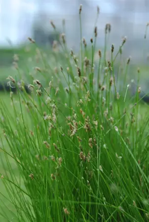 Eleocharis acicularis - P9 - image 2