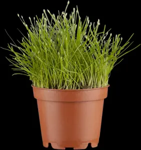Eleocharis acicularis