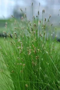 Eleocharis palustris