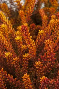 Empetrum nigrum - P10.5 - image 3