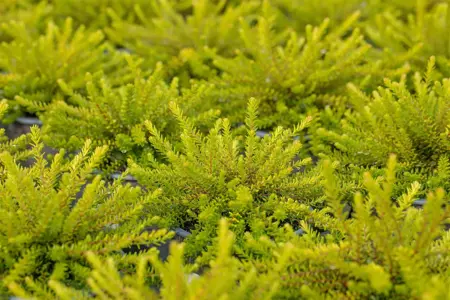 Empetrum nigrum - P9 - image 5