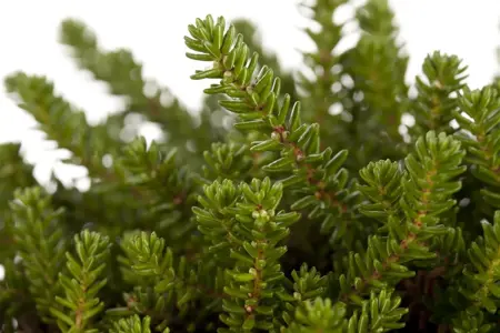 Empetrum nigrum - P10.5 - image 2