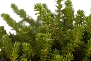 Empetrum nigrum - P10.5 - image 2