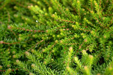 Empetrum nigrum - P10.5 - image 4