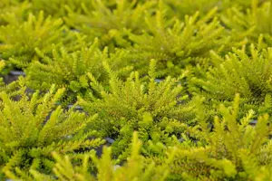 Empetrum nigrum - P10.5 - image 5