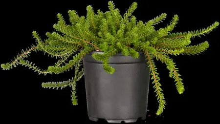 Empetrum nigrum - P10.5 - image 1