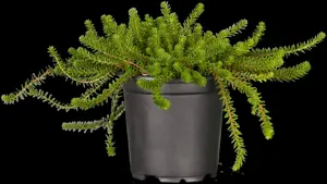 Empetrum nigrum 'Bernstein'