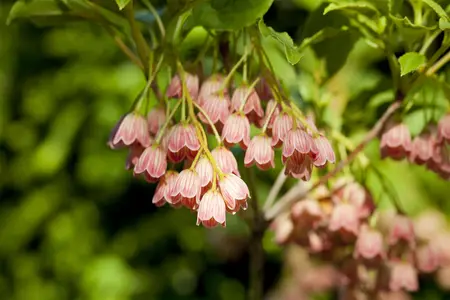 Enkianthus camp. 'Red Bells' - 3 Ltr pot