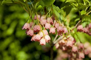 Enkianthus camp. 'Red Bells' - 3 Ltr pot