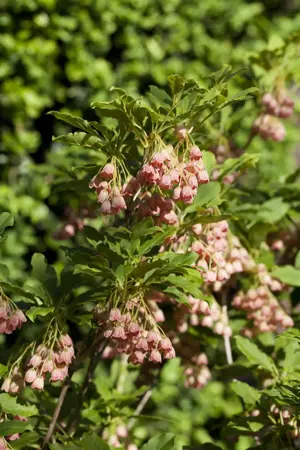 Enkianthus campanulatus - 30-40 CM C2 - image 2