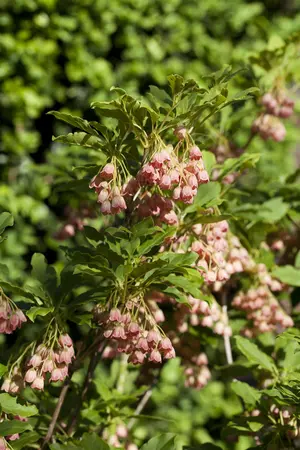 Enkianthus campanulatus - 50-60 CM C10 - image 2