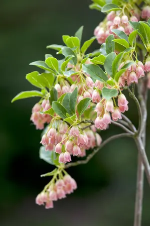 Enkianthus campanulatus - 50-60 CM C10 - image 4