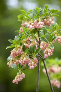 Enkianthus campanulatus - 50-60 CM C10 - image 5