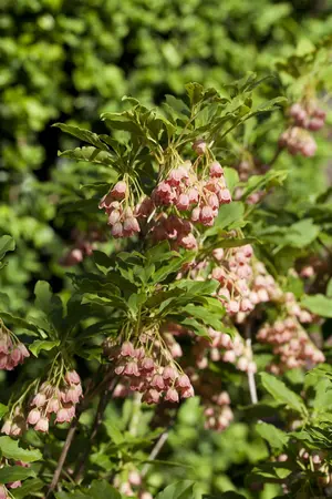 Enkianthus campanulatus - 175-200 CM C50 - image 2