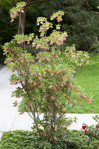 Enkianthus campanulatus - 100-125 CM RB - image 3