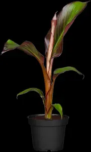 Ensete vertr. 'Maurelii'