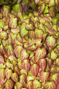 Epimedium grand. 'Bandit'  - P9 - image 2