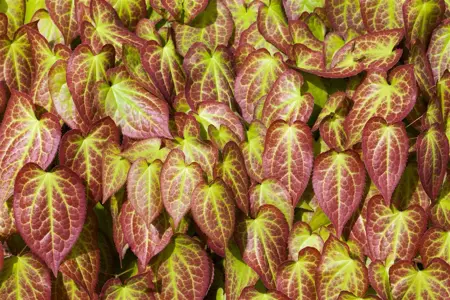 Epimedium grand. 'Bandit'  - P9 - image 3