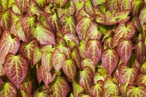 Epimedium grand. 'Bandit'  - P9 - image 3