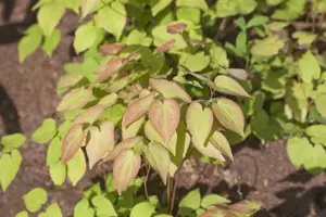 Epimedium grand. 'Koji' - P9 - image 3