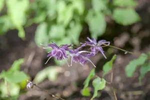 Epimedium grand. 'Lilafee'