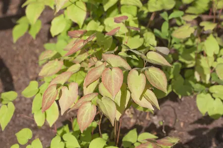 Epimedium grand. 'Sasaki' - P9 - image 1