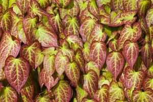 Epimedium grand. 'Sasaki' - P9 - image 3