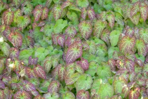 Epimedium perralc. 'Frohnleiten' - 2 Ltr pot