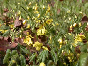 Epimedium pinnatum colchicum (Elegans)
