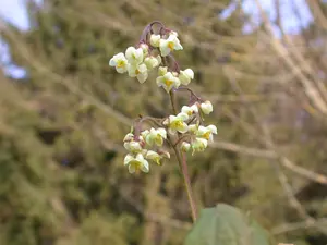 Epimedium pubigerum