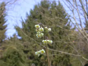 Epimedium pubigerum - P9 - image 2