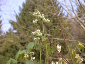 Epimedium pubigerum - P9 - image 3