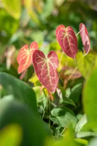 Epimedium versicolor 'Sulphureum' - 1.5 Ltr pot - image 2