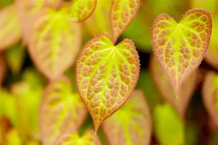 Epimedium versicolor 'Sulphureum' - 1.5 Ltr pot - image 3