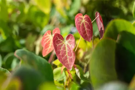 Epimedium versicolor 'Sulphureum' - 1.5 Ltr pot - image 1