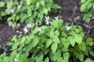 Epimedium youngianum 'Niveum' - P11