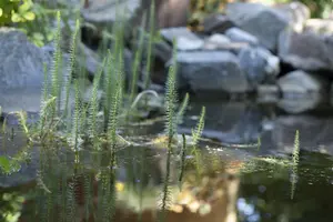 Equisetum fluviatile - P9 - image 2