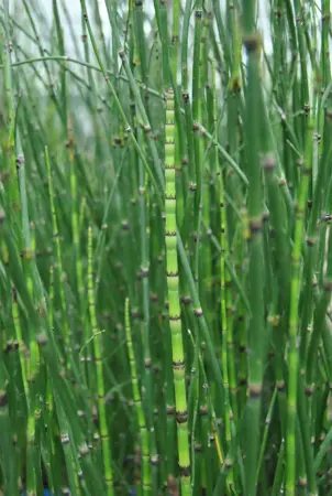Equisetum hyemale - P9 - image 3