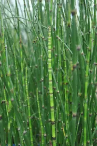 Equisetum hyemale - P9 - image 3